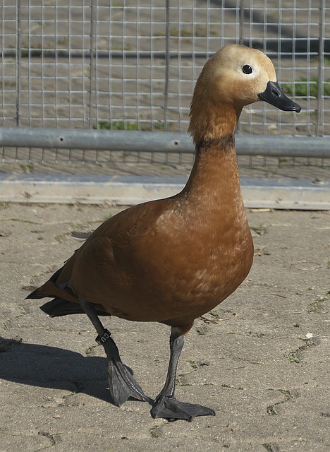 运大家庭中